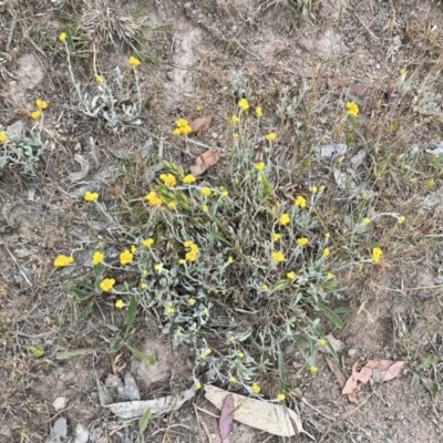 Chrysocephalum apiculatum (Common Everlasting) at Torrens, ACT - 5 Nov 2023 by courtneyb