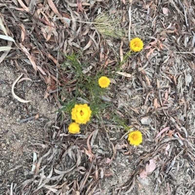 Xerochrysum viscosum (Sticky Everlasting) at Torrens, ACT - 5 Nov 2023 by courtneyb