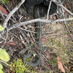 Morelia spilota spilota (Diamond Python) at Wollemi National Park - 3 Nov 2023 by EmmBee