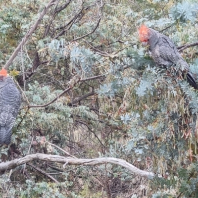 Callocephalon fimbriatum (Gang-gang Cockatoo) at Tuggeranong, ACT - 5 Nov 2023 by Rosruth