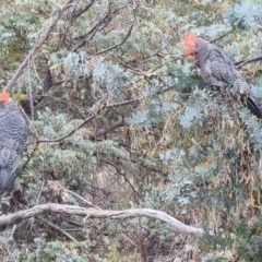 Callocephalon fimbriatum (Gang-gang Cockatoo) at Mount Taylor - 4 Nov 2023 by Rosruth
