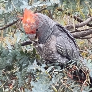 Callocephalon fimbriatum at Tuggeranong, ACT - 5 Nov 2023