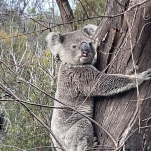 Phascolarctos cinereus at Newnes Plateau, NSW - 1 Nov 2023