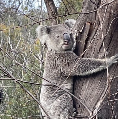 Phascolarctos cinereus (Koala) at Wollemi National Park - 31 Oct 2023 by EmmBee