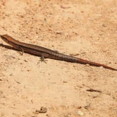 Lampropholis guichenoti (Common Garden Skink) at Cotter River, ACT - 3 Nov 2023 by JohnBundock