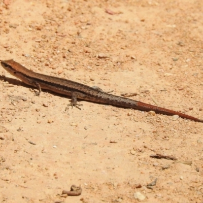 Lampropholis guichenoti (Common Garden Skink) at Namadgi National Park - 3 Nov 2023 by JohnBundock