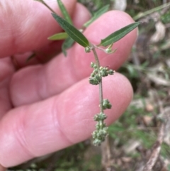 Einadia nutans (Climbing Saltbush) at Aranda, ACT - 5 Nov 2023 by lbradley