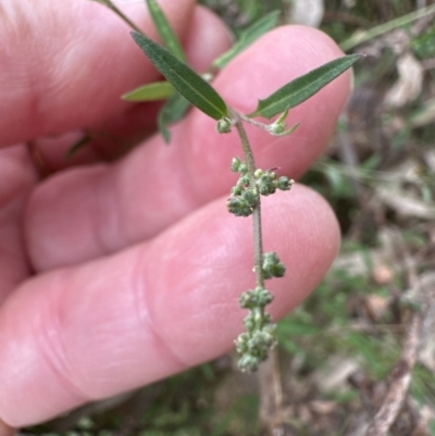 Einadia nutans (Climbing Saltbush) at Aranda Bushland - 4 Nov 2023 by lbradley