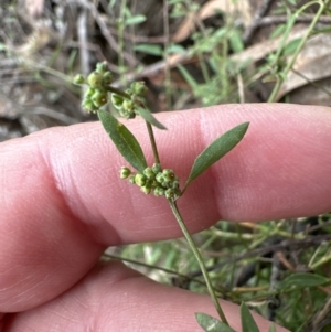 Einadia nutans at Aranda, ACT - 5 Nov 2023