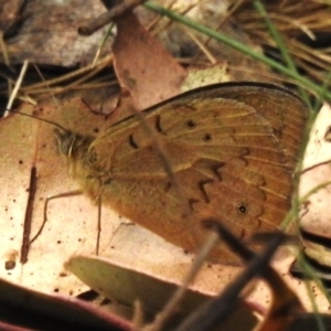 Heteronympha merope at Cotter River, ACT - 3 Nov 2023 01:15 PM