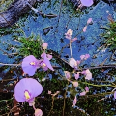 Utricularia dichotoma (Fairy Aprons, Purple Bladderwort) at Tasman National Park - 30 Apr 2023 by Steve818