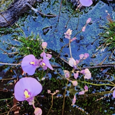 Utricularia dichotoma (Fairy Aprons, Purple Bladderwort) at Tasman National Park - 30 Apr 2023 by Steve818