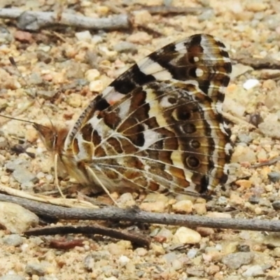 Vanessa kershawi (Australian Painted Lady) at Namadgi National Park - 3 Nov 2023 by JohnBundock