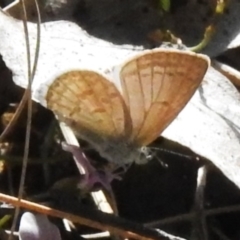 Zizina otis (Common Grass-Blue) at Namadgi National Park - 3 Nov 2023 by JohnBundock