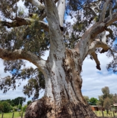 Eucalyptus camaldulensis subsp. camaldulensis (River Red Gum) at Guildford, VIC - 1 Nov 2022 by Steve818