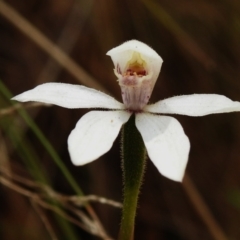 Caladenia alpina (Mountain Caps) at Cotter River, ACT - 3 Nov 2023 by JohnBundock