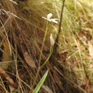 Caladenia alpina at Cotter River, ACT - 3 Nov 2023