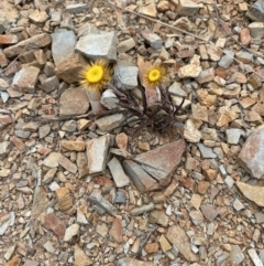 Coronidium oxylepis subsp. lanatum (Woolly Pointed Everlasting) at Aranda, ACT - 5 Nov 2023 by lbradley