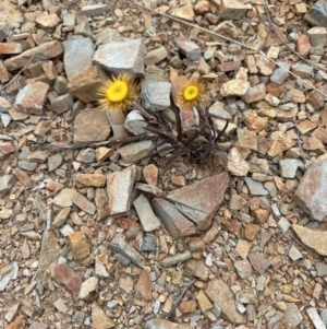 Coronidium oxylepis subsp. lanatum at Belconnen, ACT - 5 Nov 2023