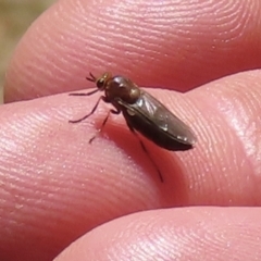 Bibionidae sp. (family) at Barton, ACT - 24 Oct 2023 by RobParnell