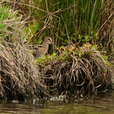 Gallinago hardwickii (Latham's Snipe) at Dunlop, ACT - 4 Nov 2023 by Thurstan