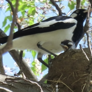 Grallina cyanoleuca at Wagga Wagga, NSW - 20 Oct 2023