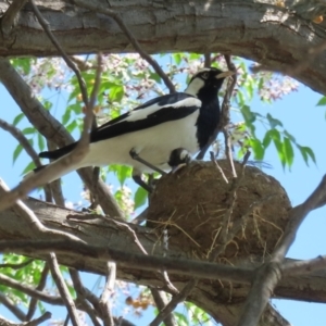 Grallina cyanoleuca at Wagga Wagga, NSW - 20 Oct 2023