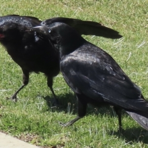 Corvus mellori at Wagga Wagga, NSW - 20 Oct 2023