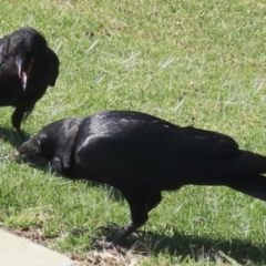 Corvus mellori at Wagga Wagga, NSW - 20 Oct 2023