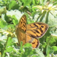 Heteronympha merope (Common Brown Butterfly) at Jugiong, NSW - 18 Oct 2023 by RobParnell