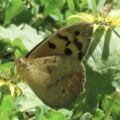 Heteronympha merope at Jugiong, NSW - 18 Oct 2023 02:46 PM