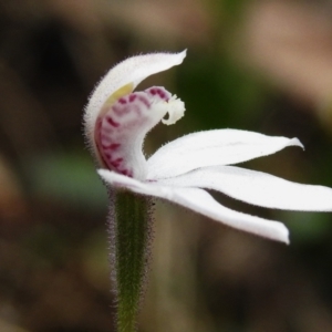 Caladenia alpina at Cotter River, ACT - 3 Nov 2023