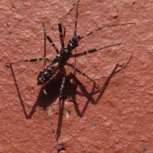 Gminatus australis at Narrabundah, ACT - 10 Oct 2023