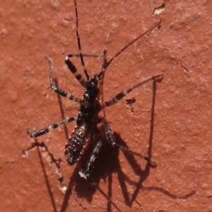 Gminatus australis at Narrabundah, ACT - 10 Oct 2023