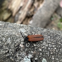 Unidentified Beetle (Coleoptera) at Newnes Plateau, NSW - 2 Nov 2023 by EmmBee