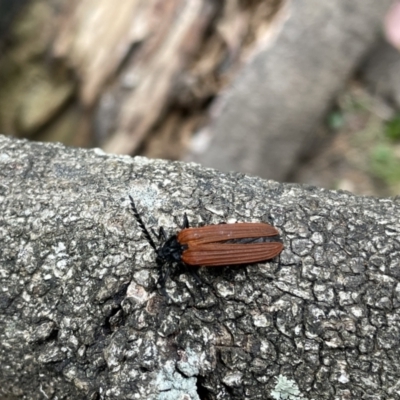 Unidentified Beetle (Coleoptera) at suppressed - 1 Nov 2023 by EmmBee