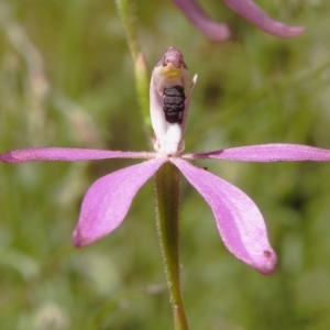 Caladenia congesta at Cotter River, ACT - suppressed