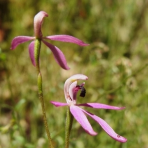 Caladenia congesta at Cotter River, ACT - suppressed