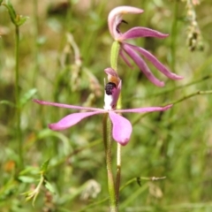 Caladenia congesta at Cotter River, ACT - suppressed