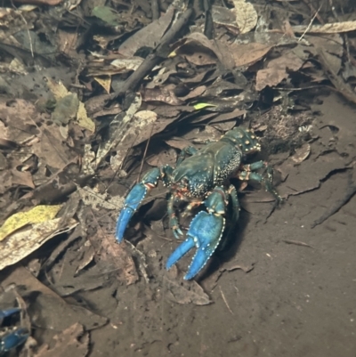 Unidentified Freshwater Crayfish at Newnes Plateau, NSW - 31 Oct 2023 by EmmBee