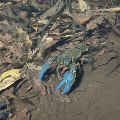 Unidentified Freshwater Crayfish at Newnes Plateau, NSW - 30 Oct 2023 by EmmBee