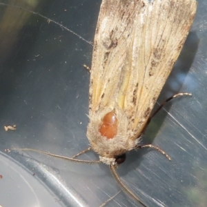 Agrotis munda at Narrabundah, ACT - 8 Oct 2023