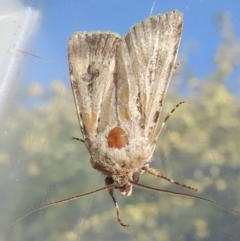 Agrotis munda at Narrabundah, ACT - 8 Oct 2023