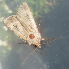 Agrotis munda at Narrabundah, ACT - 8 Oct 2023