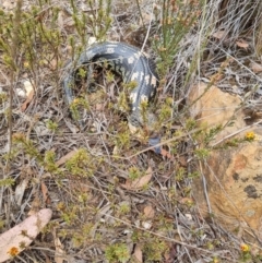 Tiliqua nigrolutea (Blotched Blue-tongue) at QPRC LGA - 5 Nov 2023 by clarehoneydove