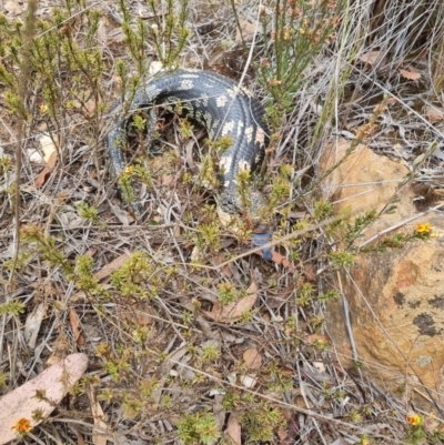 Tiliqua nigrolutea (Blotched Blue-tongue) at QPRC LGA - 5 Nov 2023 by clarehoneydove