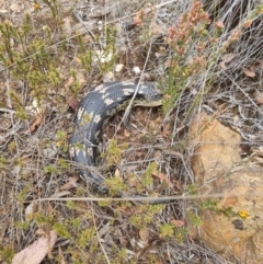 Tiliqua nigrolutea at Bungendore, NSW - suppressed