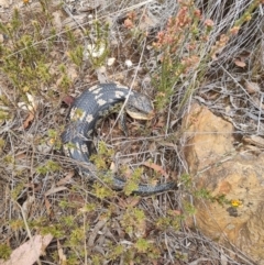 Tiliqua nigrolutea at Bungendore, NSW - suppressed