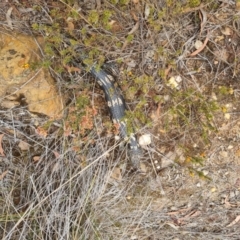 Tiliqua nigrolutea at Bungendore, NSW - 5 Nov 2023