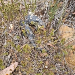 Tiliqua nigrolutea at Bungendore, NSW - suppressed